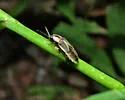 Photinus scintillans - photo 4