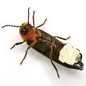 Photinus stellaris - photo 2