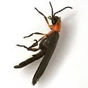 Photinus stellaris - photo 3