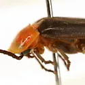Photinus stellaris - photo 4