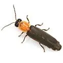 Photinus stellaris - photo 5