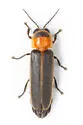 Photinus tanytoxus - photo 2