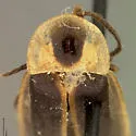 Photinus tenuicinctus - photo 2