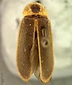 Photinus tenuicinctus - photo 3