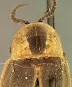 Photinus tenuicinctus - photo 4