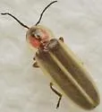 Photinus texanus - Photinus texanus