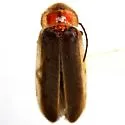 Photinus texanus - photo 2