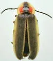 Photinus texanus - photo 3