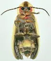 Photinus texanus - photo 4