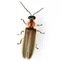 Photinus texanus - photo 5