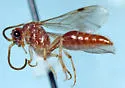 Photomorphus archboldi