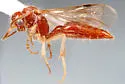 Photomorphus archboldi - photo 2