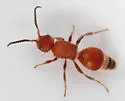 Photomorphus banksi
