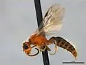 Photomorphus bicolor