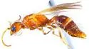 Photomorphus californicus - photo 2