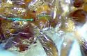 Photomorphus californicus - photo 5