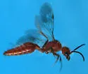 Photomorphus obscurus - Photomorphus obscurus