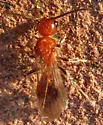 Photomorphus obscurus - photo 2