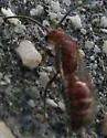 Photomorphus obscurus - photo 3