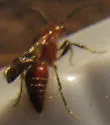 Photomorphus obscurus - photo 4