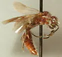 Photomorphus paulus