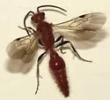 Photomorphus paulus - photo 2