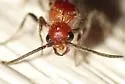 Photomorphus paulus - photo 4