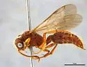 Photomorphus trunculus