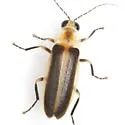 Photuris billbrowni