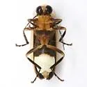 Photuris billbrowni - photo 2