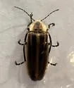 Photuris caerulescens
