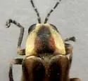 Photuris caerulescens - photo 4