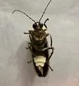 Photuris caerulescens - photo 5