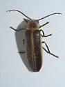 Photuris divisa