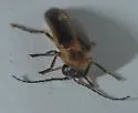 Photuris divisa - photo 2
