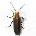 Photuris divisa - photo 3