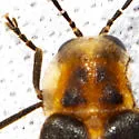 Photuris divisa - photo 4