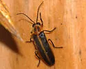 Photuris divisa - photo 5