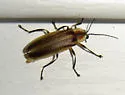 Photuris fairchildi