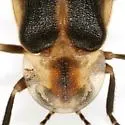 Photuris frontalis
