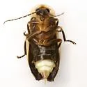 Photuris frontalis - photo 2