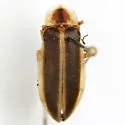 Photuris frontalis - photo 3