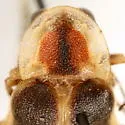 Photuris frontalis - photo 4