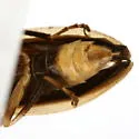 Photuris frontalis - photo 5