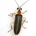 Photuris hebes