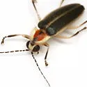 Photuris hebes - photo 2
