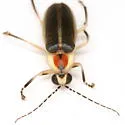 Photuris hebes - photo 3