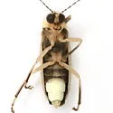 Photuris hebes - photo 4