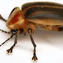 Photuris versicolor - Photuris versicolor