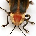 Photuris versicolor - photo 2